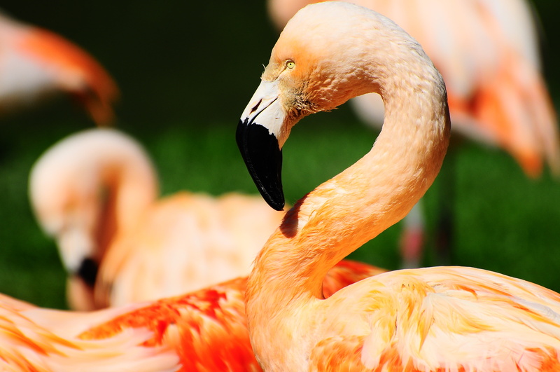 flamingo, animal, D300, SOE, animals In The Wild, photo, pink Color, zoo, beak, nature, bird, tropical Climate, pink flamingo, 4K, Show, feather, wildlife