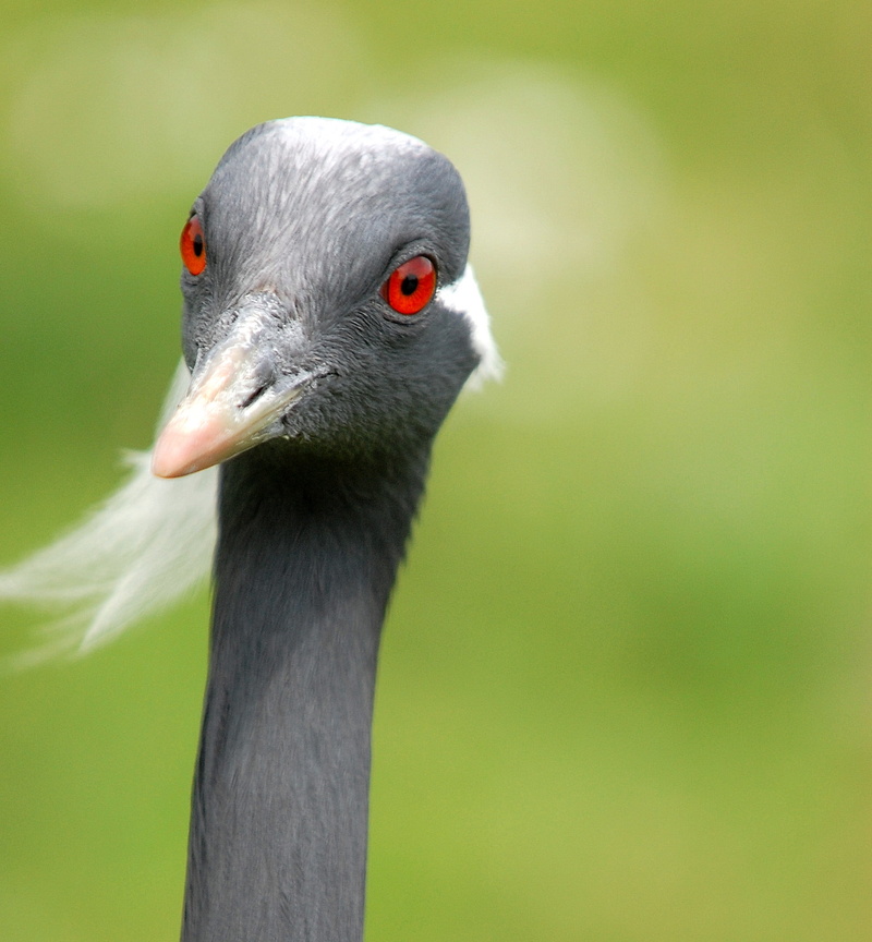 beak, feather, animal, white bird, SOE, close-up, wildlife, SlB, Crane, gray, white, 1080P, nature, bird