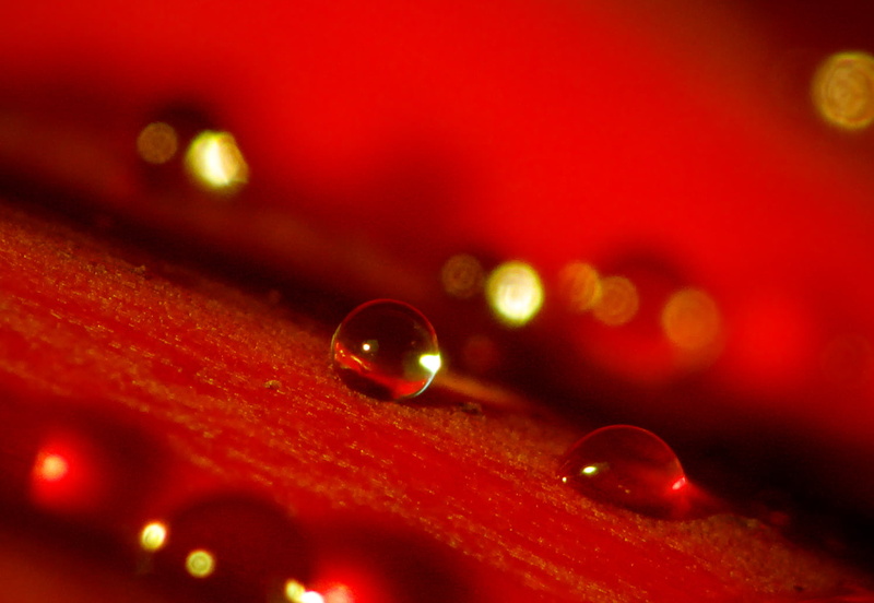 picture, SOE, Lumix, red, raindrop, de, fleur, best, abstract, rain, goutte, wet, dew, centaure, untitled, close-up, drop, eau  rouge, 720P, alpha, backgrounds