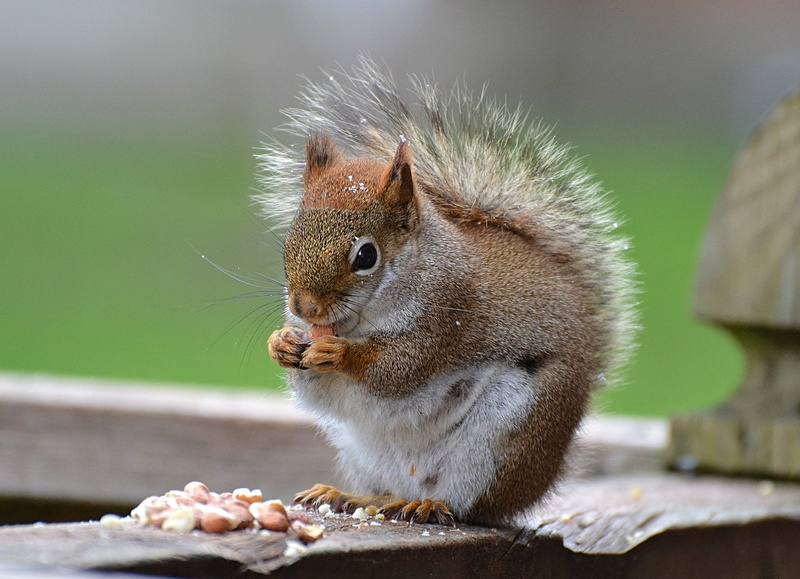 pregnant, sunrays, Lens, COTH, mother, rodent, peanuts, middle, squirrels, cute, red squirrel, close-up, mammal, Nature, outdoors, eating, Ottawa  Ontario