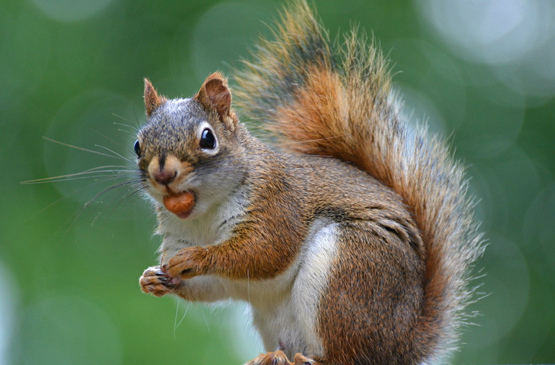 close-up, Canada, brown, 4K, red squirrel, nature, Ontario, cute, animal, tree, mamal, COTH, squirrels, Dr, outdoors, Sinister, animals, wildlife, forest