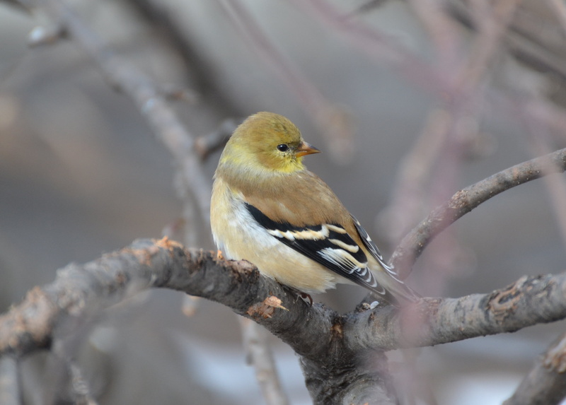 black, photography, finch, NPC, animals, feathers, Goldfinch, selective, COTH, Nature, wildlife, Nikon, trunk, robin, focus, selective focus, Sunrays, gray