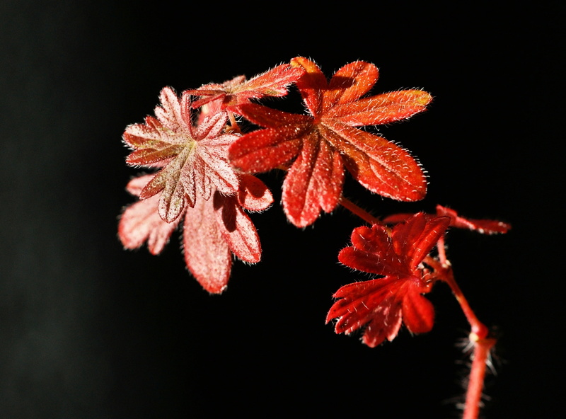 black background, water, autunno, coth, Leaf, no people, beauty in nature, red, Autumn, automne, studio shot, plant, Rosso, vulnerability, flower head