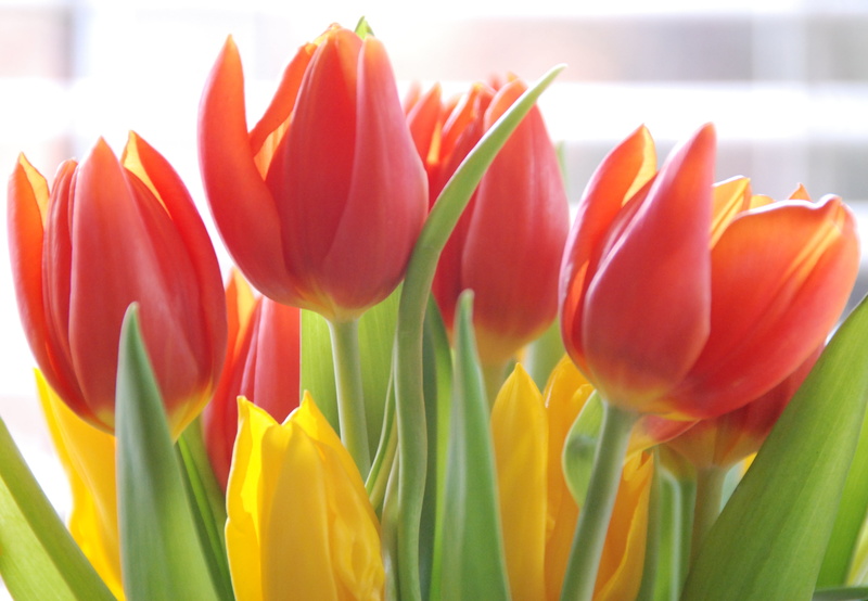 flower, flower Head, Flowers, Blossoms, season, Fauna, close-up, yellow, Tulips, Awesome, red, freshness, petal, springtime, Sunrays, photot, COTH, Orange