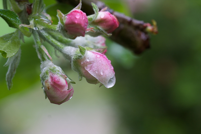 4K, Fantastic, plant, Sunrays, freshness, leaf, Nature, white, COTH, petal, flowers, pink, flower, pink Color, After the rain, close-up