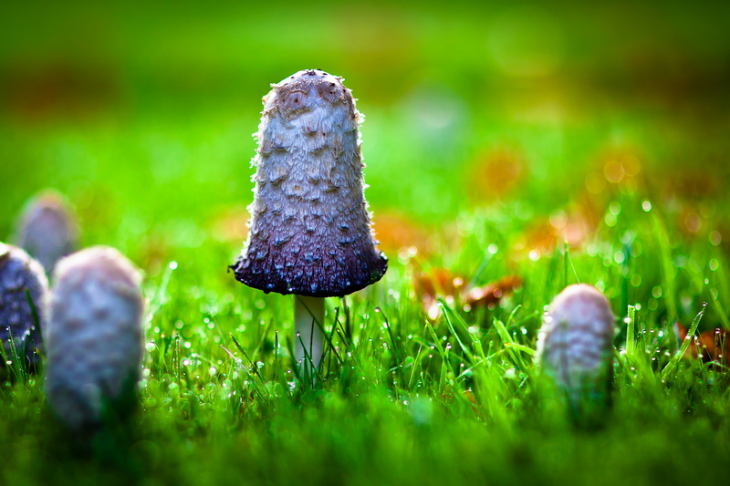 fungus, summer, photography, Bokeh, outdoors, nature, focus, Friedrichs, green Color, 4K, season, close-up, meadow, COTH, grass, purple, shallow focus