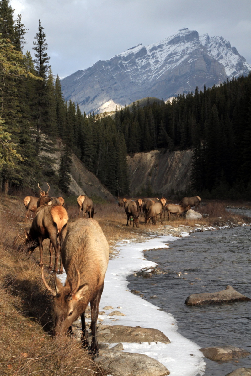 spray river, scenics, nature, forest, elk, mammal, river, herd, horse, rocky mountains, near, outdoors, Good Eats, banff, mountain, 2K, bow valley, landscape