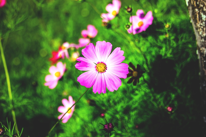 cosmos flower, trentino, italia, petal, fiori, italy, no people, outdoors, freshness, green color, natura, 5K, nature, day, flowering plant, flower head