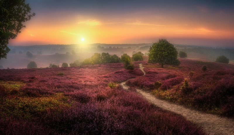 1080P, The Veluwezoom, sunset, Herman van den Berge, field