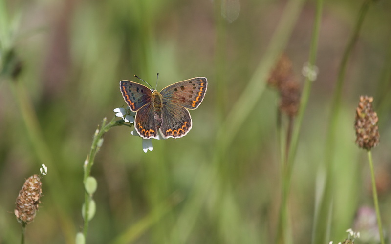 NPC, wildlife, sunrays, macro photography, close-up, top, nature, photography, macro, Aricia-agestis, Schmetterling, Butterfly, sitting, insect, flower