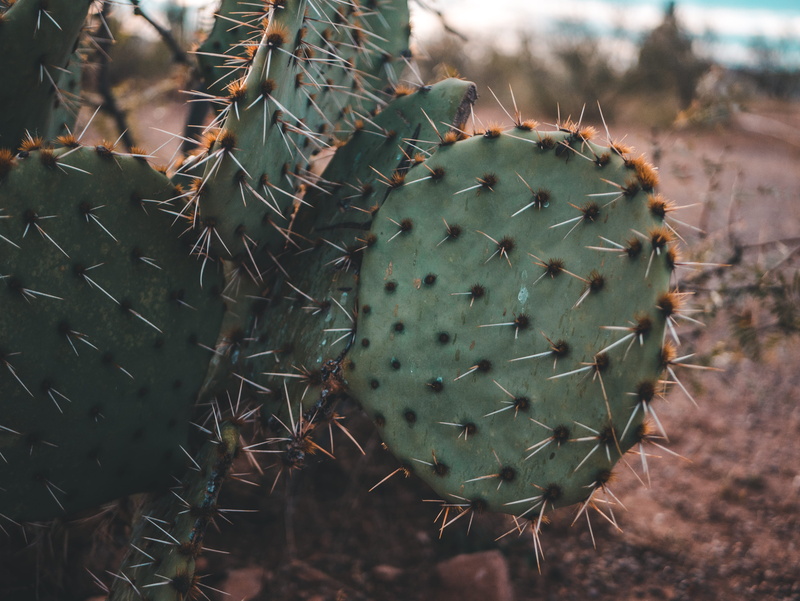 close-up, orange, growth, rochs, nature, spiky, mexico, paquime, climate, no people, thorns, mexican, day, flora, outdoors, focus on foreground, green color