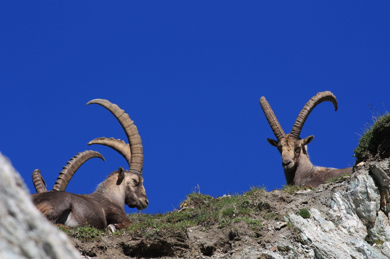 mountain, ibex, rock, wild animal, blue, day, solid, animal wildlife, roche, mammal, sky, 4K, animal portrait, clear sky, animals in the wild, no people