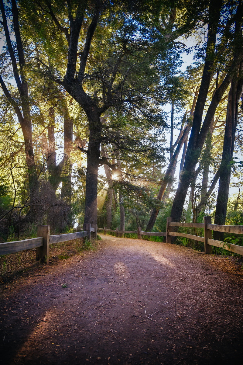 transportation, plant, beauty in nature, sunlight, tree trunk, tranquil scene, growth, patagonia, tree, day, direction, no people, sun, outdoors, forest
