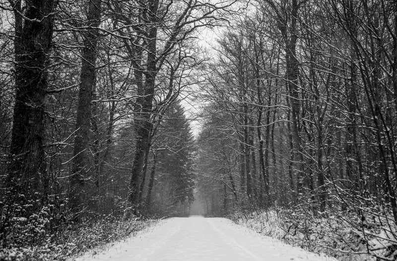 Snowscape, blackandwhite, fullframe, syddanmark, Landscape, Snow, frame, Snowy, 5dmarkii, danmark, Denmark, Cold, Woods, Black and White, path, scandianvia
