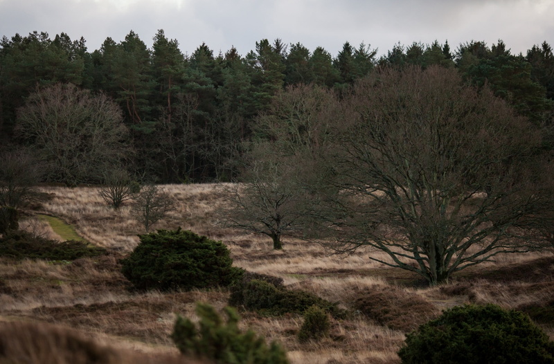 Trees, Winter, Denmark, fullframe, bakker, 5dmarkii, Countryside, eos5dmarkii, 2K, Landscape, Full, gribskovmunicipality, Mark, forest, hovedstaden, Country