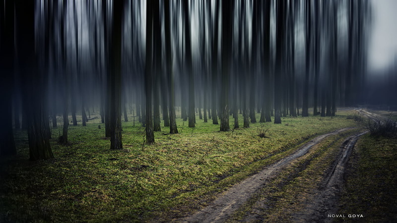woodland, magical, colours, photography, Forest, mist, fx, country, nature, colour, goya, rural Scene, life, fullframe, pathway, noval, light, nice, tree