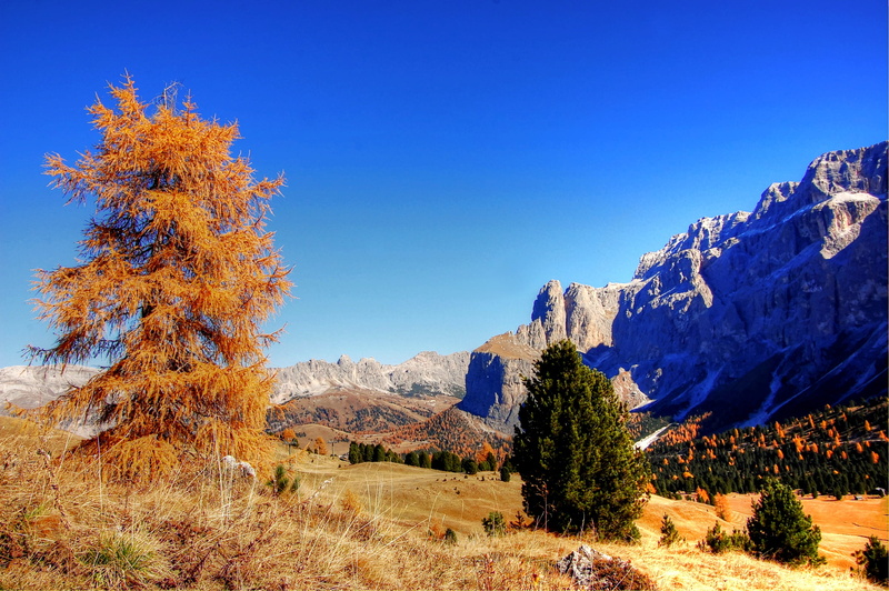 mountain, tranquility, tree, rock, sella group, dolomites, change, landscape, south tyrol, beautiful, sky, tranquil scene, sella, coniferous tree, beauty in nature