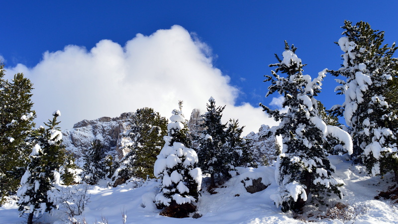 italy, no people, mood, white, dolomites, high mountains, pine tree, sella group, south tyrol, sky, cold, beauty in nature, scenics - nature, snow, landscape