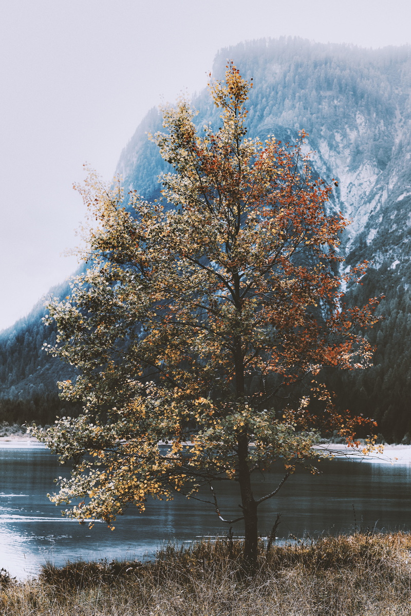 growth, landscape, outdoors, scenery, cherry blossom, abies, nature, marsh, change, tranquil scene, conifer, green, water, tree, land, flora, leafed, mountain