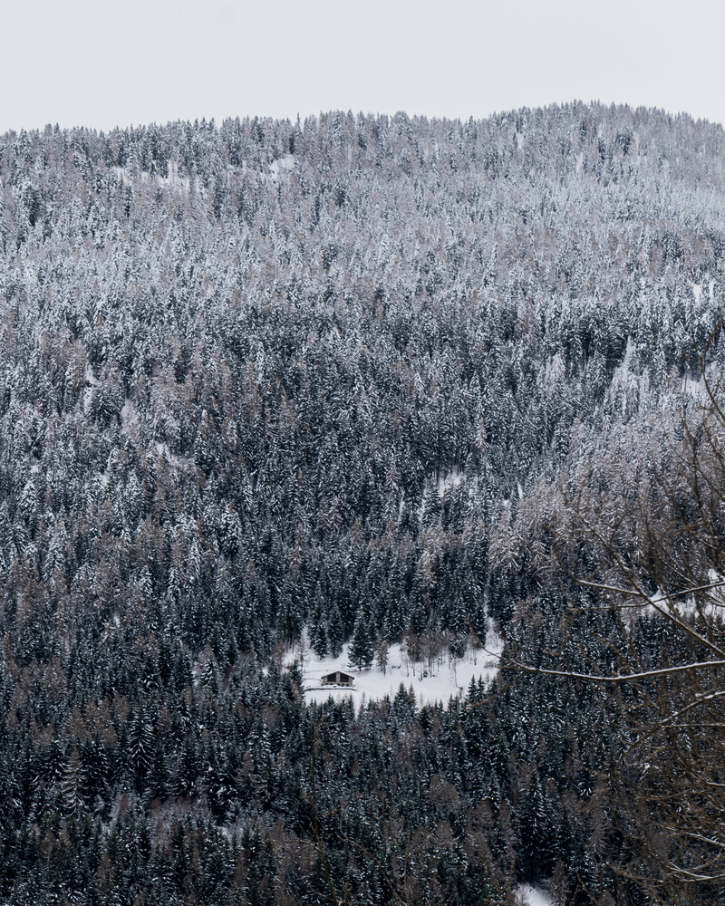 tree, rug, land, landscape, sondrio, growth, woodland, 4K, sky, plant, fir, vegetation, tranquility, angle, cold temperature, outdoors, alpi, high, scenics - nature