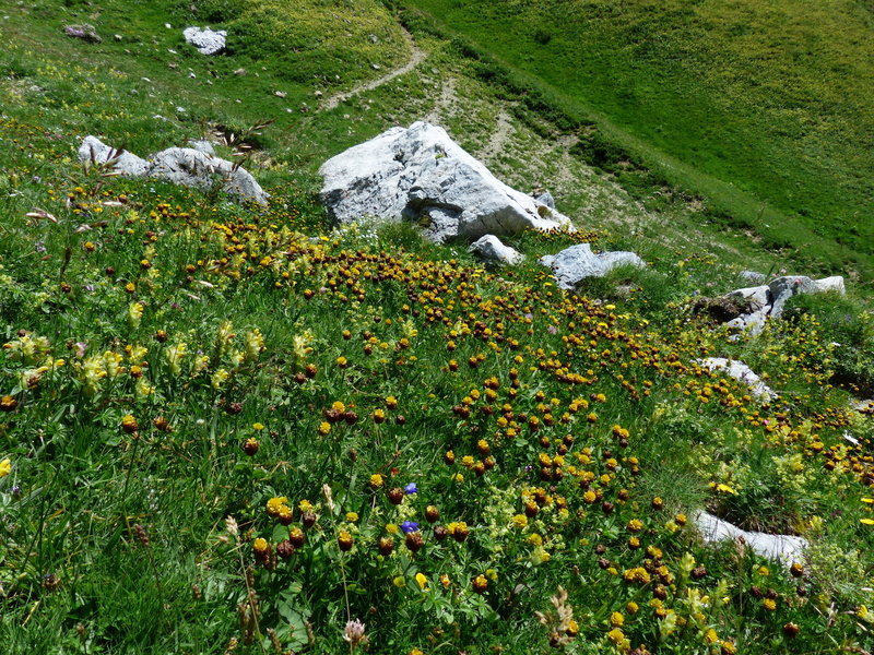 high angle view, field, legume, passo delle saline, fabaceae, alpine flower, grass, alpine, hike, zygomorphic flowers, flower carpet, yellow, nature, day