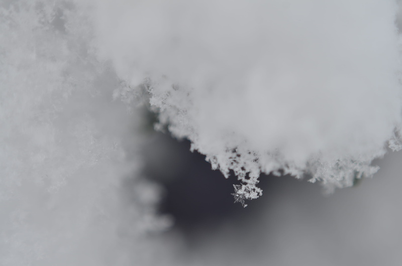 micro, backgroung, nature, plant, close up, white, outdoors, snowflakes, no people, sky, snow crystal, tranquility, environment, day, flakes, macro, screensaver