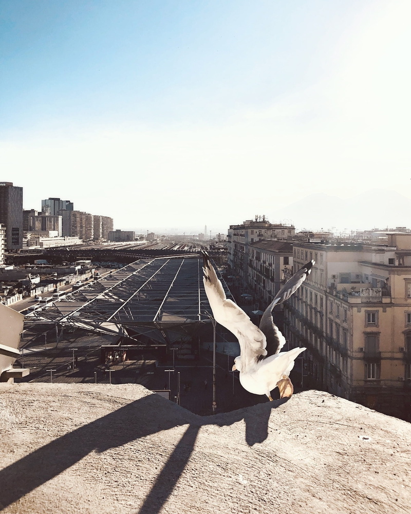 building, animal wildlife, shadow, building exterior, animal, sky, bird, architecture, fly, no people, 1080P, one animal, italium, built structure, seagull