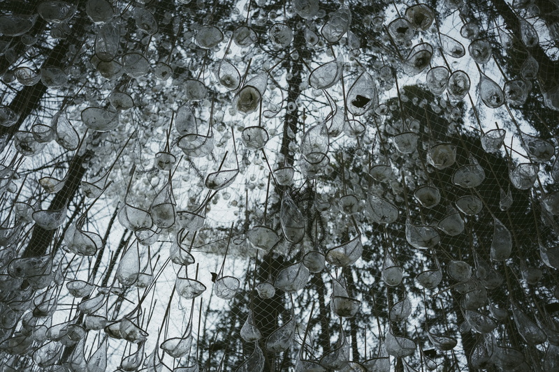 plant, tree, nature, fujifilm, winter, outdoors, ice, no people, forest, trentino, backgrounds, beauty in nature, branch, pattern, art, italy, low angle view