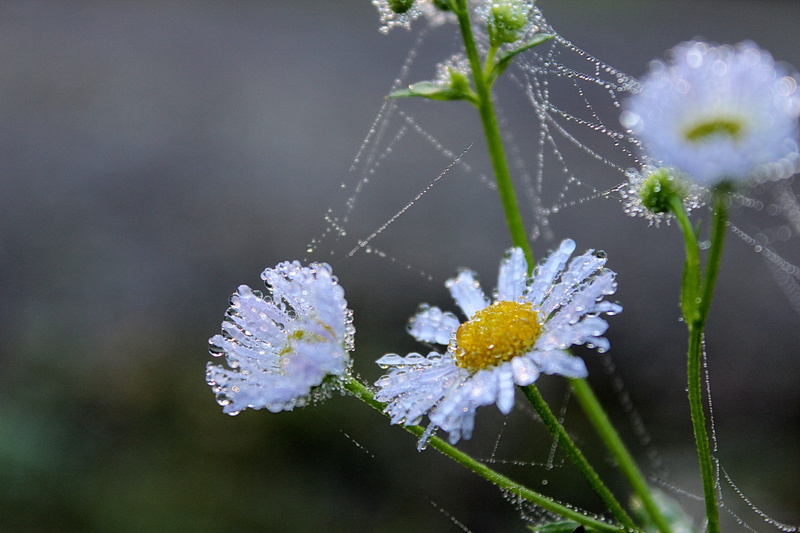 no people, white, white color, springtime, freshness, spiderwebs, photography, close-up, growth, beauty In Nature, day, purple, Nature, botany, grass, Flower