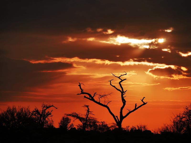 plant, tree, sun, scenics - nature, morgenstimmung, orange, dawn, kenya, sunlight, early tour, romantic sky, outdoors, silhouette, dramatic sky, morning