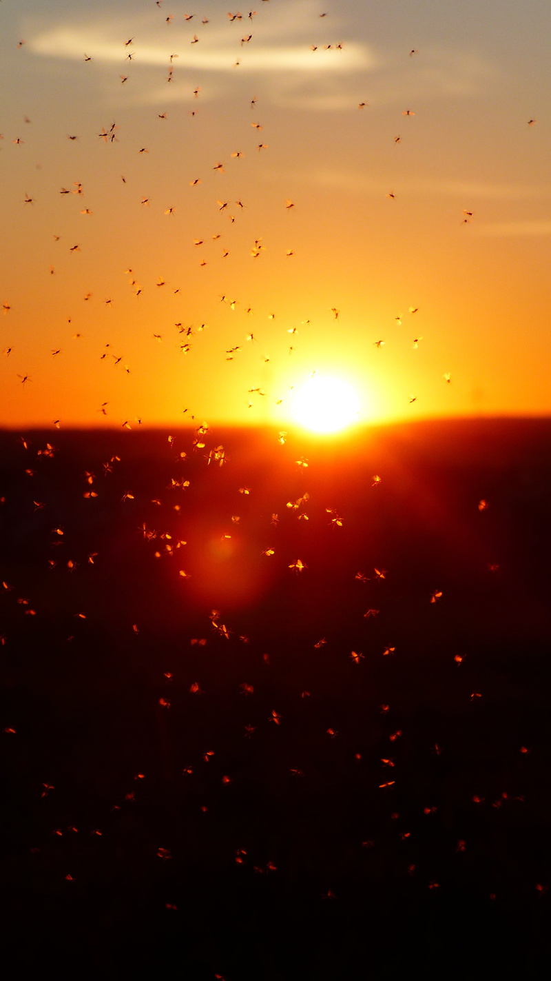 mosquitoes, raindrop, no people, glass, morgenrot, sunset, abendstimmung, transparent, sonnenkugel, drop, sunrise, partner determination, clouds, swarm