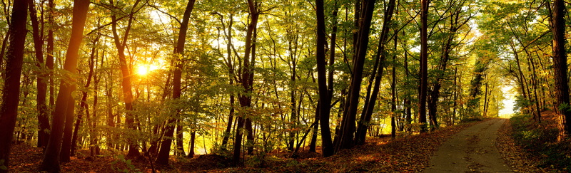 the way forward, trees, trunk, forests, plant, tree trunk, golden, road, green, romantic, 8K, scenics - nature, streaming, autumn, yellow, morning, light beam