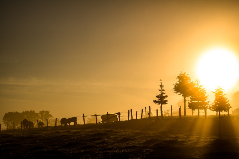 5K, no people, rest, the nature wakes up, tranquil scene, silhouette, livestock, skies, outdoors, environment, landscape, morgenrot, scenics - nature
