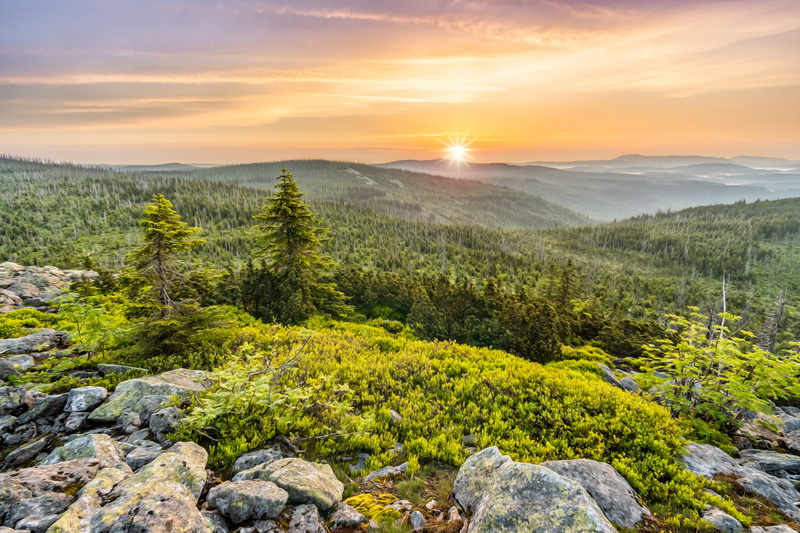 environment, sun, morgenstimmung, 5K, hiking, green color, background, morning sun, idyllic, solid, coniferous tree, no people, beautiful, pine woodland