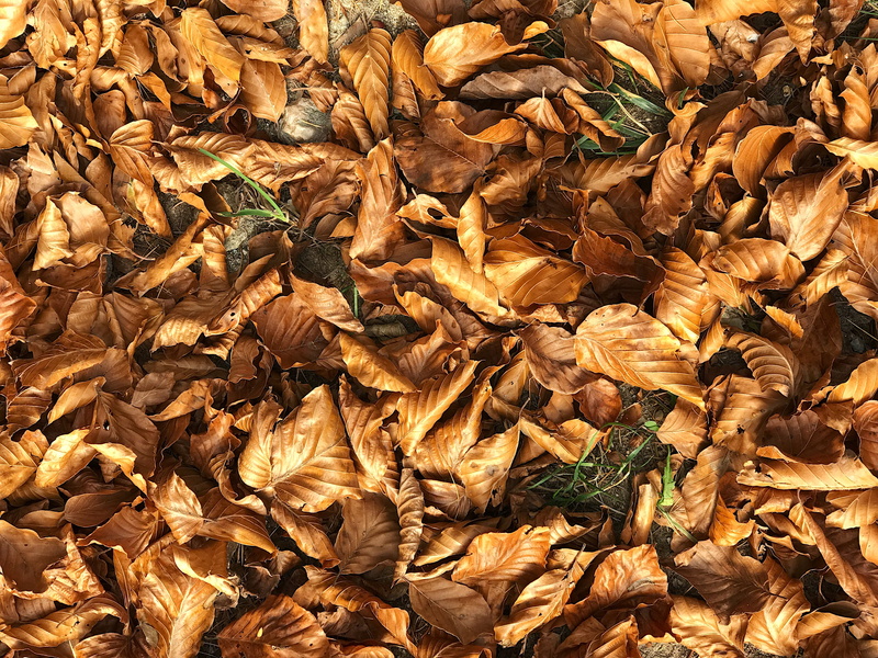 change, autumn collection, plant part, day, autumn, no people, vulnerability, falling, italy, brown, borgo valsugana, dry, leaves, leaf, trees, field, abundance