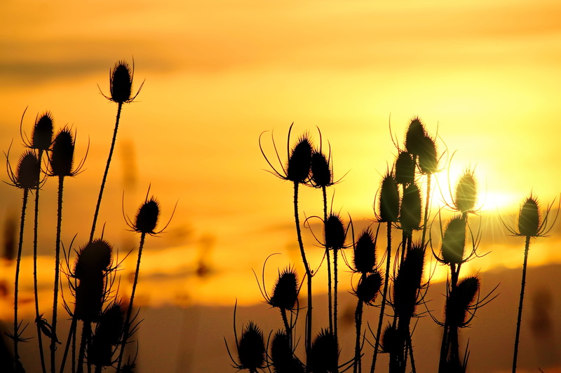 growth, hour, close-up, fragility, flowers, flower head, autumn mood, sunset, wild teasel, nature, focus on foreground, sunrise, scenics - nature, skies