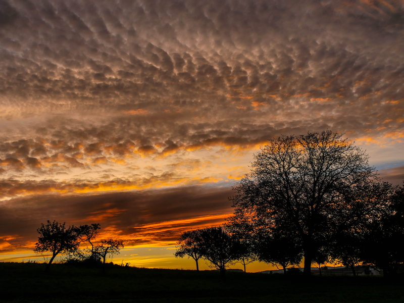 golden, clouds, heilbronn, dramatic sky, sunrise, beauty in nature, morning, morgenrot, outdoors, skies, glow, trees, nature, landscape, plant, daybreak