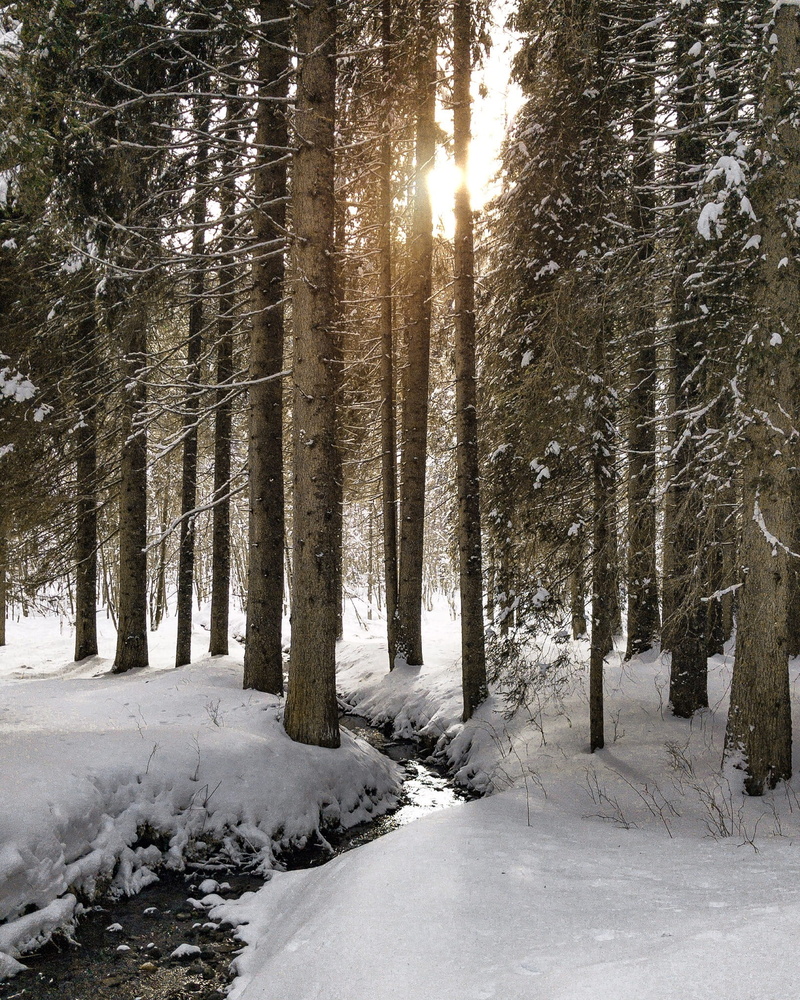 covering, flora, water, frozen, tree trunk, trees, wander, winter, italy, snowing, tranquility, sunlight, non-urban scene, no people, beauty in nature