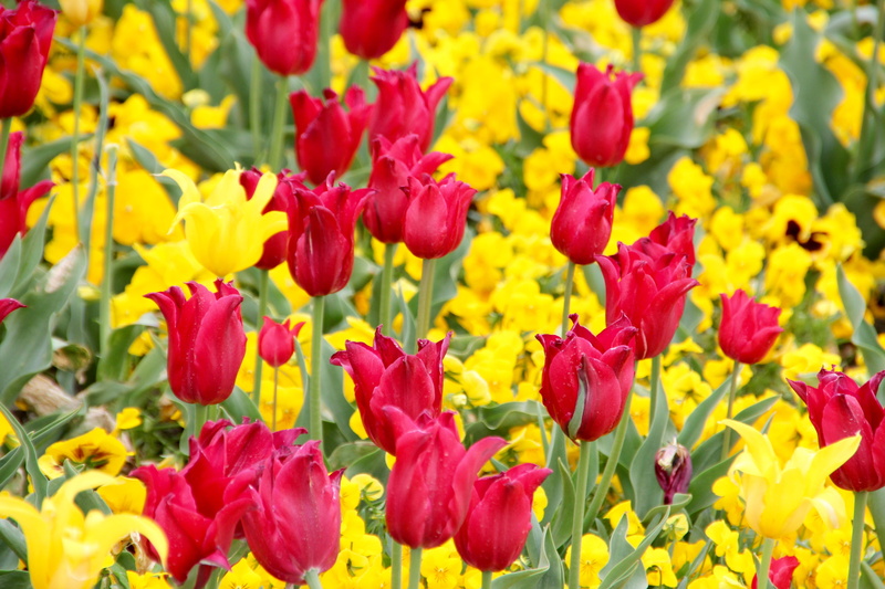growth, jagged edge, no people, flower Head, day, inflorescence, springtime, flower, plant, fragility, tulip, red, close-up, nature, tulip fields, petal