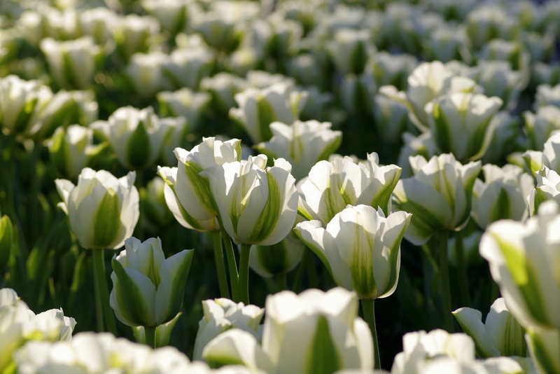 vegetable, growth, no people, flower, 4K, ornamental plants, petal, plant, white color, plant part, beauty in nature, flowering plant, park, plants, sunny