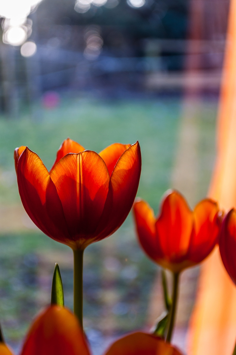flower head, no people, close-up, day, spring, tulips, beauty in nature, rose - flower, flowering plant, spring flower, freshness, fragility, blossom, red