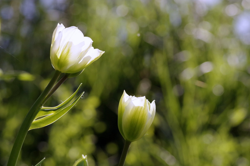 flower head, park, focus on foreground, plant, green, tulips, inflorescence, springtime, close-up, spring, freshness, meadow, fragility, growth, flower