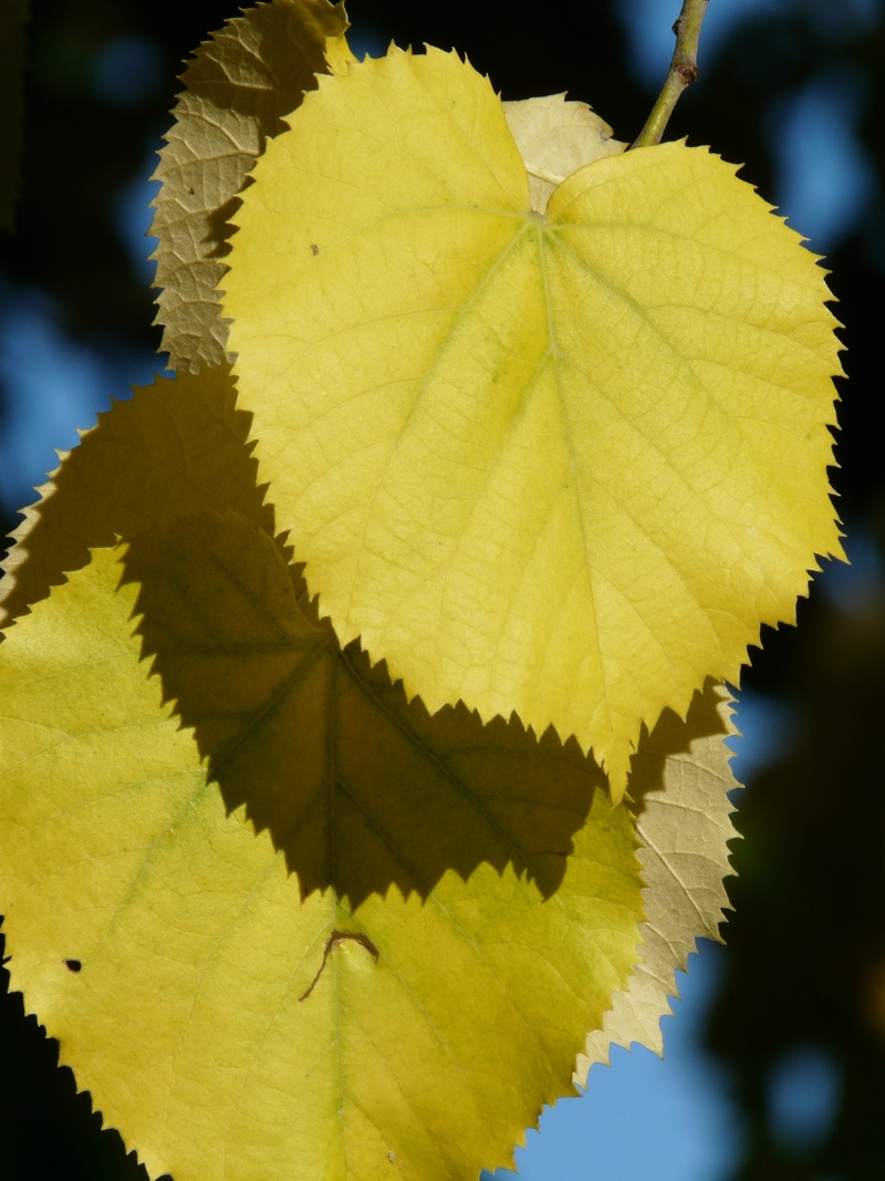 tilia platyphyllos, sunlight, tilia, lime tree, coloring, stone lime tree, plant part, mallow, natural condition, leaves, lime, close-up, malvaceae, yellow
