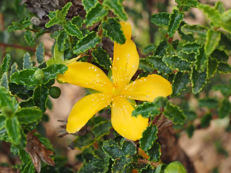 vulnerability, flowering plant, blossom, flower head, flower, leaves, yellow, leaf, st johns wort plant, nature, hypericum balearicum, growth, bush, freshness