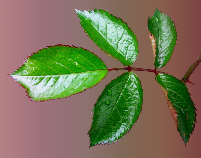 indoors, rosenblatt, flower, leaf, freshness, studio shot, plant, plant part, jagged, nature, 1080P, beauty in nature, food and drink, leaf vein, cut out