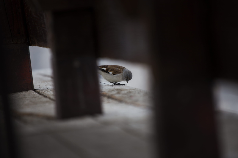 brown, rifugio lagazuoi, 5K, animal wildlife, bird, one animal, cortina dampezzo, selective focus, pets, vertebrate, no people, mountain, perching, indoors