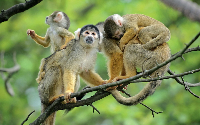 born, animal family, tropical, young animal, animal themes, squirrel, 4K, outdoors, family, day, group of animals, primate, plant, vertebrate