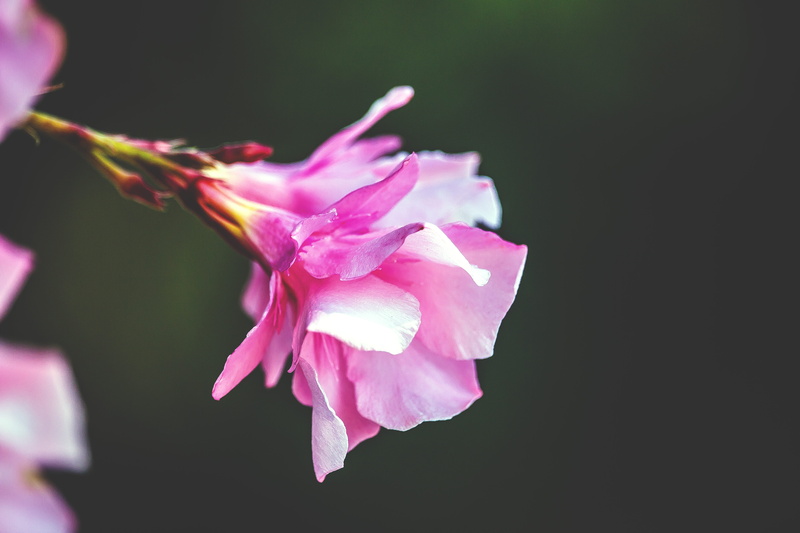 5K, flowering plant, flower head, giardino, springtime, freshness, rosa, winedharma, pink color, vulnerability, focus on foreground, pollen, studio shot