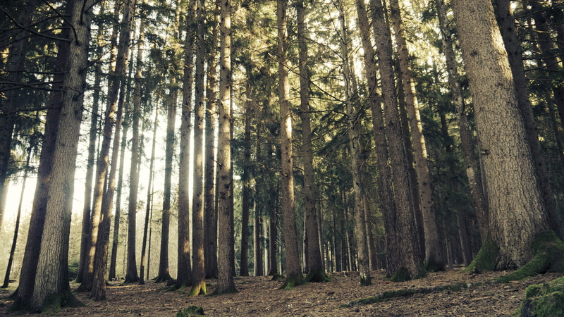 non-urban scene, tranquility, nature, outdoor, beauty in nature, 2K, tree, no people, abundance, forest, alberi, bamboo - plant, day, bosco, pine woodland