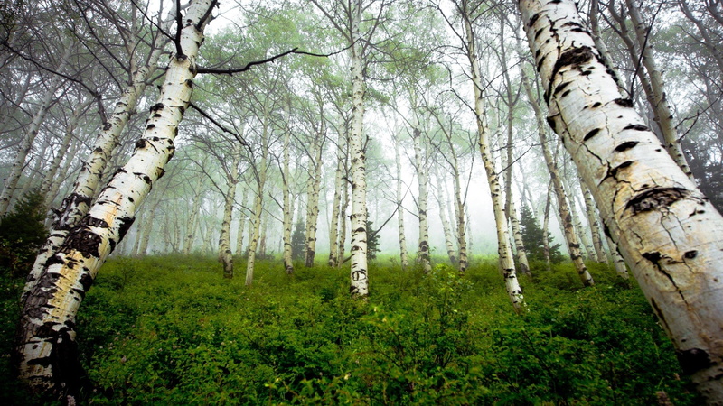 forest, natura, mgla, przyroda, mist, 2K, birch, nature and landscapes, brzozowy